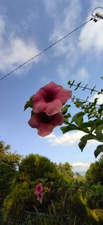 Close-up of pink rose against sky