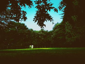 Trees on grassy field