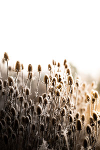 Close-up of crops growing on field against sky