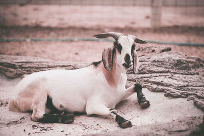 View of a dog lying on land