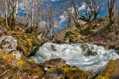 Scenic view of waterfall in forest