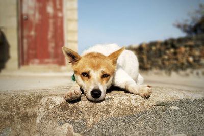 Portrait of dog