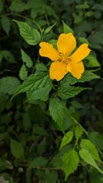 Close-up of yellow flowering plant