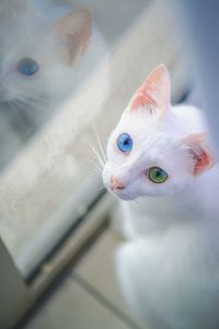 Beautiful cat eyes