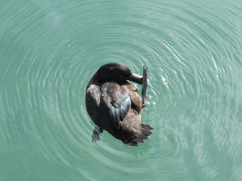 High angle view of duck swimming in lake