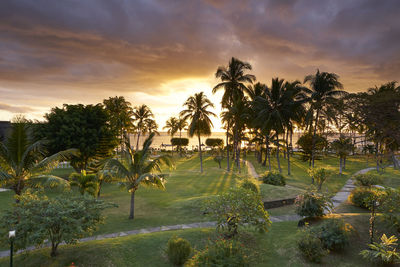 Scenic view of palm trees against sky during sunset