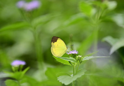 insect