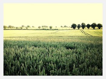 Scenic view of rural landscape