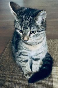 Close-up of a cat looking away