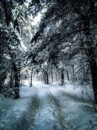 Snow covered trees in forest