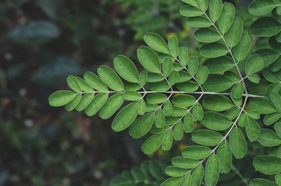 Close-up of green leaves