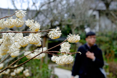 Close-up of cherry blossoms in spring