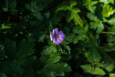 Close-up of purple flowering plant
