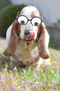 pet
