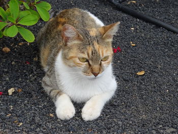 Portrait of cat