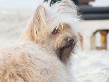 Close-up portrait of dog