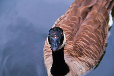 Close-up of hand feeding