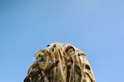 Low angle view of a reptile against clear blue sky