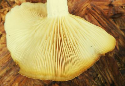 Close-up of mushroom