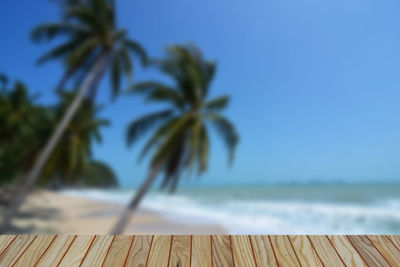 Close-up of palm tree by sea against blue sky