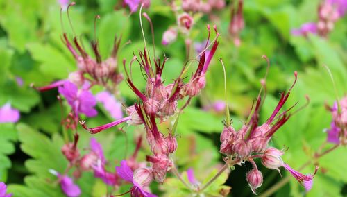 Close-up of pink flowering plant