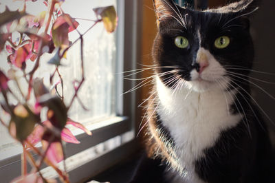 Close-up portrait of a cat