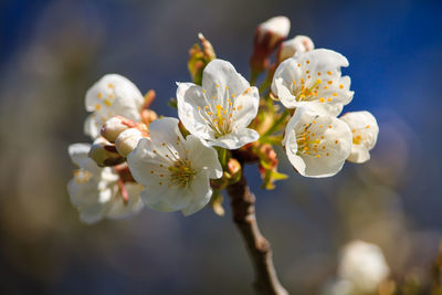 Close-up of cherry blossom