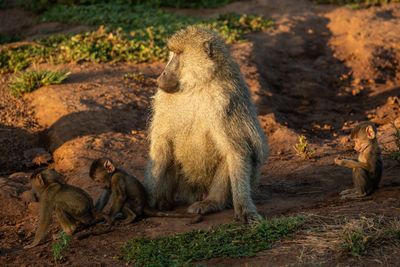 Close-up of monkey