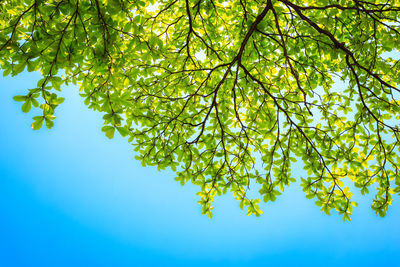 Low angle view of cherry tree against clear blue sky