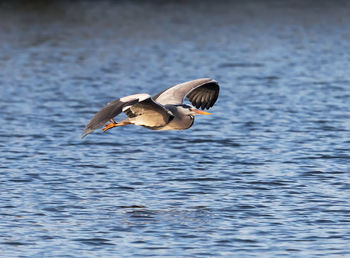 Bird on water