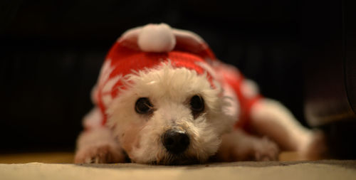 Close-up portrait of a dog