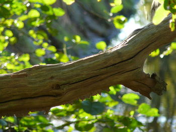 Close-up of tree trunk