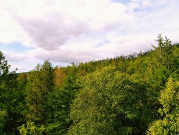 Scenic view of forest against sky