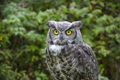 Portrait of great horned owl taking off from grassy field