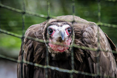 Close-up of owl