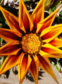 Close-up of orange flower blooming outdoors