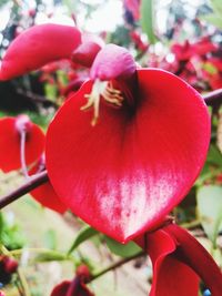 Close-up of pink flowering plant