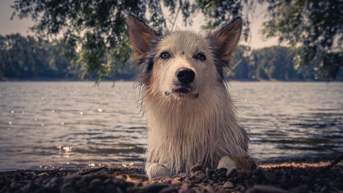 Close-up of dog