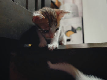 Close-up of cat with kitten at home