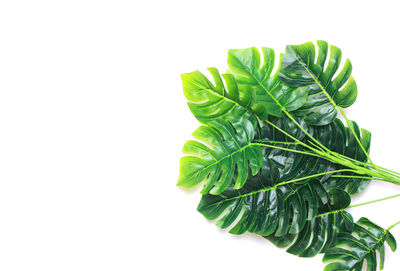 Close-up of fresh green leaves against white background