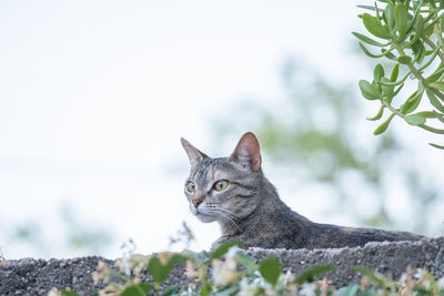 Portrait of cat against clear sky