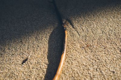 High angle view of shadow on the beach