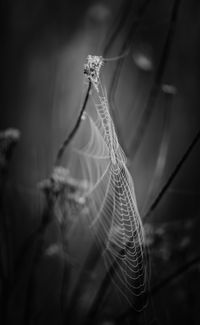 Close-up of spider web on plant