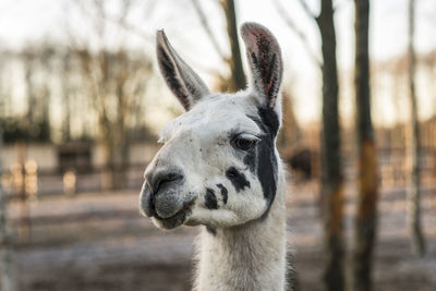 Close-up portrait of horse