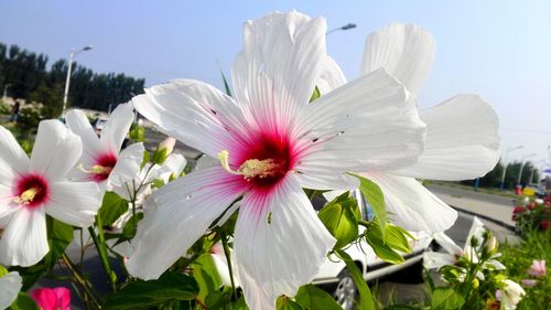 Close-up of pink flower blooming in garden