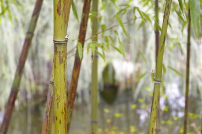 Close-up of bamboo plant growing in forest