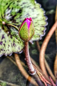 Close-up of flower against blurred background