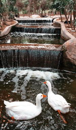 Ducks in a lake