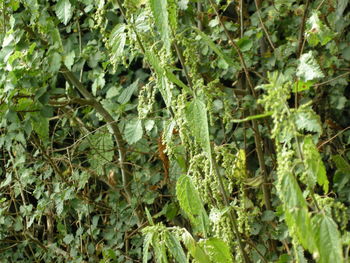 Full frame shot of plants