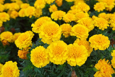 Close-up of yellow flowers